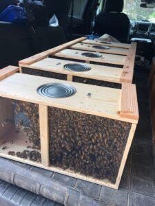 Apiary – New Bees for 2020