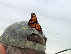 monarch
