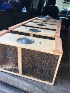 Bees_2 New Bees for 2020